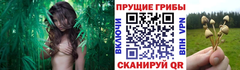 Псилоцибиновые грибы Psilocybine cubensis  Печора 